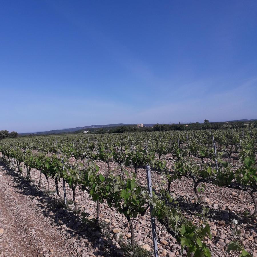 Sainte-Cécile-les-Vignes Vents D'Anges B&B 외부 사진